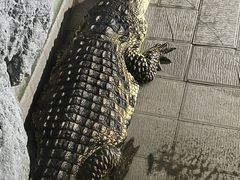 -合肥野生动物园