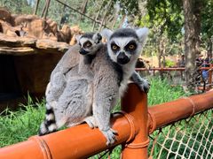 -北京野生动物园