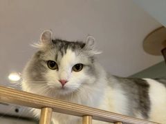 -MOYOYO猫咪咖啡店