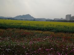 -光明小镇欢乐田园