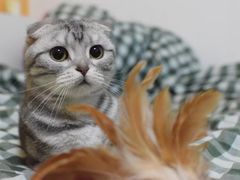 -伟伟宠物医院·瑞派猫友好医院·猫科(光谷店)