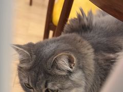 -Let's go狗咖·猫咖·奶狗·桌游(春熙路IFS店)