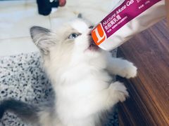 -猫十亿·布偶金渐层·曼基康矮脚猫舍(青年路店)