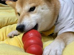 -逗柴咖啡屋·狗咖猫咖宠物桌游