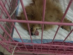 -百灵动物医院