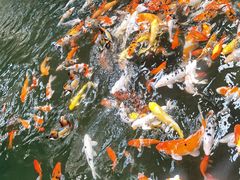 -南宫五洲植物乐园