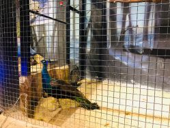 -酷嗒动物文化乐园(cutezoo西溪乐天城店)