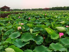 -荷塘月色湿地公园·向阳花洲