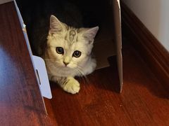 -达爱动物医院·犬猫分区·CT·复杂眼科(远洋山水分院)