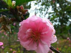 -南国桃园旅游度假区