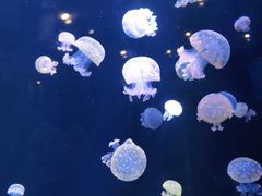 -海合安青岛极地海洋公园