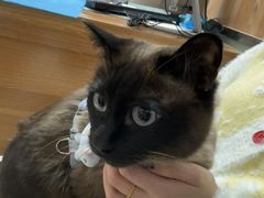 -宠福鑫动物医院(城北分院)