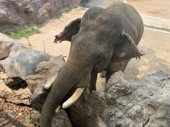 -青岛森林野生动物世界