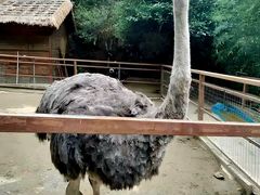 -栾川竹海野生动物园