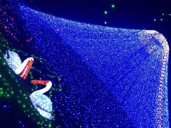 -杭州湾海上花田景区