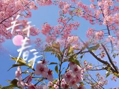 -顾村公园