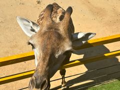 -西霞口神雕山野生动物世界