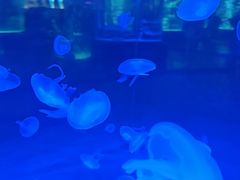 -海合安成都极地海洋公园