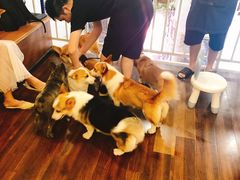 -柯斗斗主题餐厅·狗咖·围炉煮茶·茶饮(国瑞升平里店)