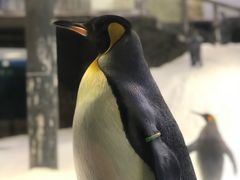 -悉尼海洋生物水族馆