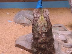 -顺德南宏海立方海洋公园