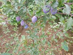 -小八仙·宴(三峡茶庄店)