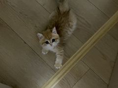-老吴的猫·猫舍(新区店)