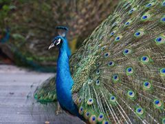 -福建鲤鱼洲酒店