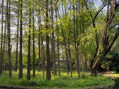 -上海共青森林公园