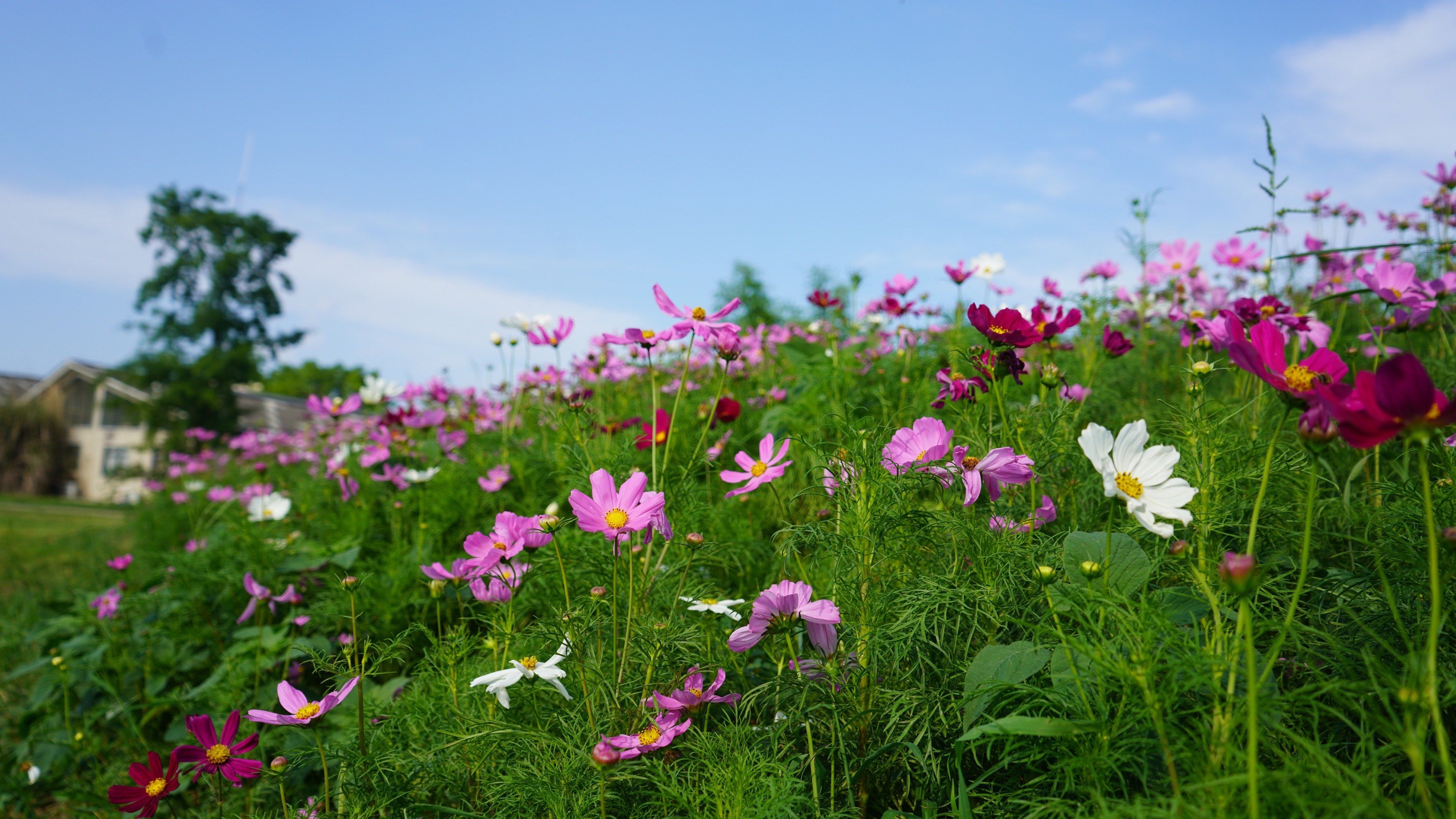 夏日阳光下的格桑花海,宛如彩色梦境.#格