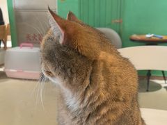 -藏猫猫咖啡主题馆(中央大道店)