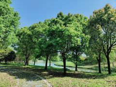 -同里国家湿地公园