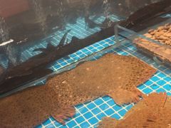 -全聚德烤鸭店(准噶尔路店)