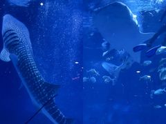 -烟台海昌鲸鲨海洋公园