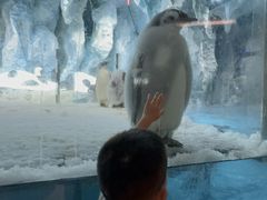 -帝企鹅自助餐厅•儿童岛•真企鹅(长隆企鹅酒店)