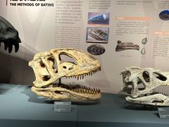 -自贡恐龙博物馆