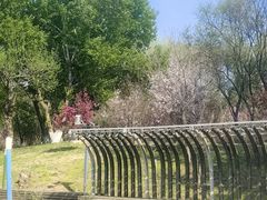 -长白岛森林公园