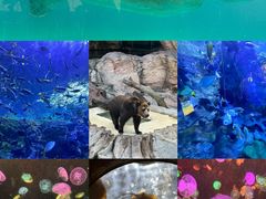 -珠海长隆海洋王国