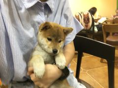 -李小姐の猫咖啡馆(五角场店)