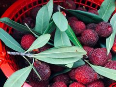 -西山樟坞健康果园枇杷杨梅采摘