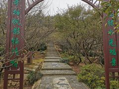 -香雪海