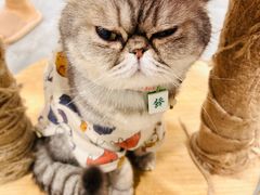 -楼上猫咖(罗湖店)