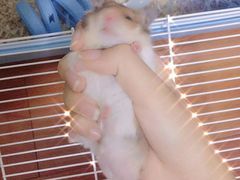 -雨林宠物医院 非犬猫异宠专科
