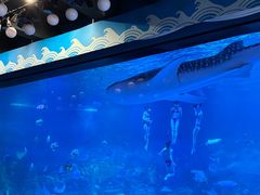 -烟台海昌鲸鲨海洋公园