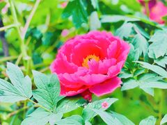 -国家植物园