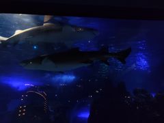 -江和美海洋公园