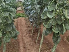 -兰陵国家农业公园