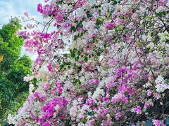 -深圳国际园林花卉博览园