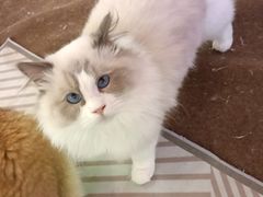 -大型宠物商超·宠海王国·宠物猫狗活体·用品·美容(新世界百货重庆店)