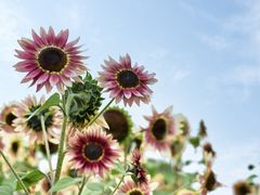 -花开海上生态园